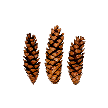 Kogle strobus natur lakeret 10-15 cm